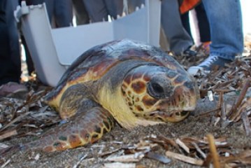 Marmaris’te Ölü Caretta Caretta Bulundu