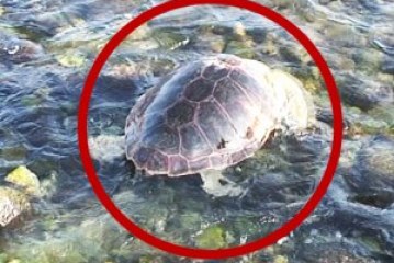 Yaralı caretta sağlığına kavuştu