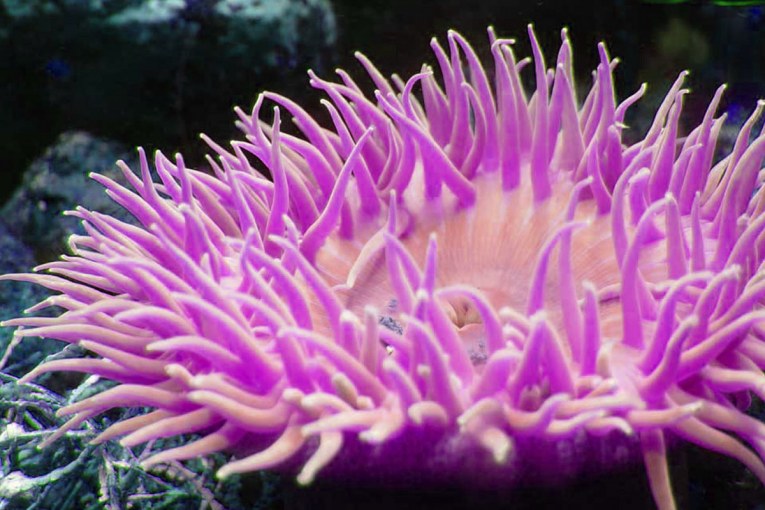 marmaris kıyılarında deniz anemonu tehlikesi