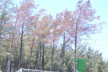 KURUYAN ÇAM AĞAÇLARI