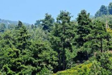 ORMANLARIMIZ TOPARLANMASI…